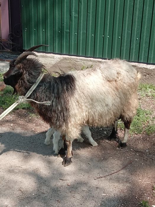 Продам Козы  козленоком