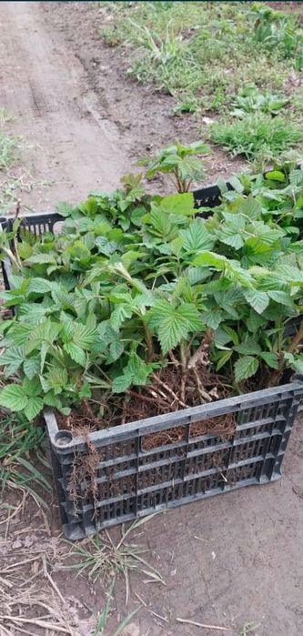 Продам саженцы ремонтантной малины