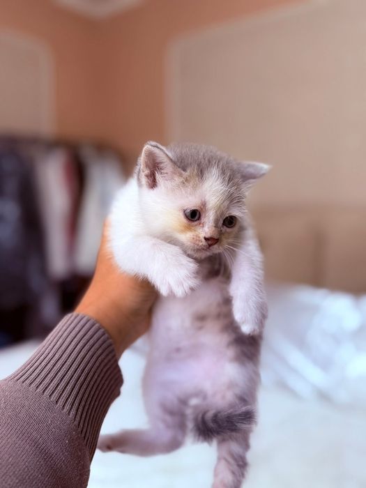 Чистокровные британцы