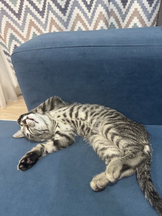 Котенок серый табби
