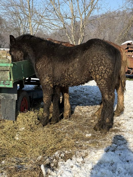 Vând un mânz de aproximativ 8 luni