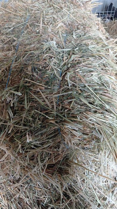 Baloti fan/ovaz cosit