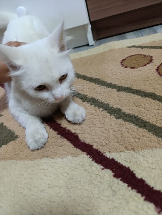 Отдам Кошку в хорошие руки