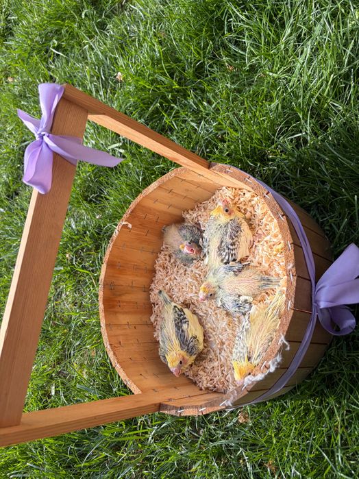 Продаются птенцы Корелла