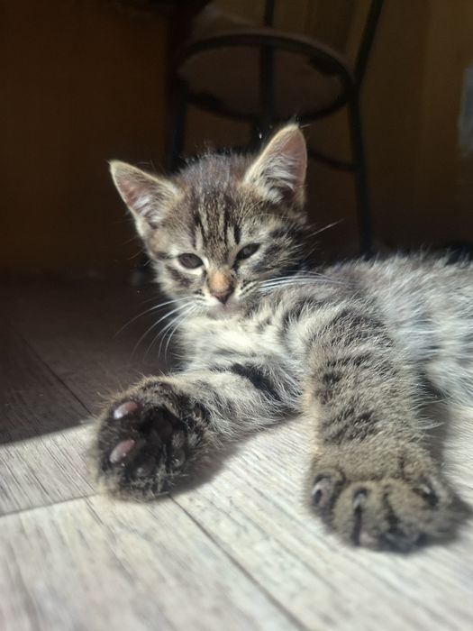 Милые ручные котики