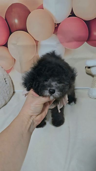 Сребърен женски пудел той с родословие 5 поколения назад