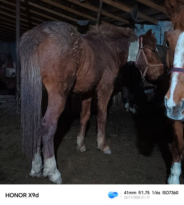 Жеребёнок тай жылкы обученый