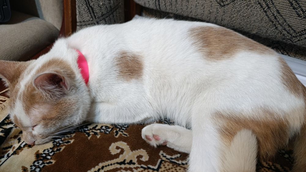 Потерялся  котик