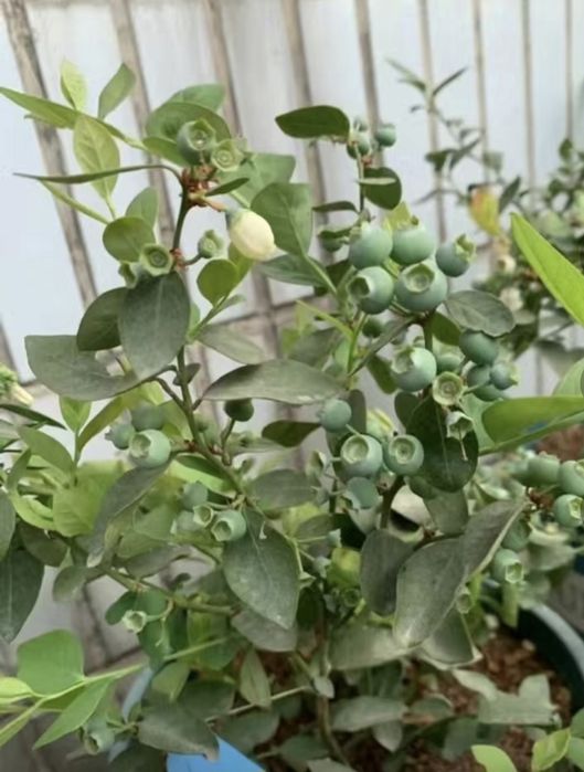 Голубика саженцы оптом