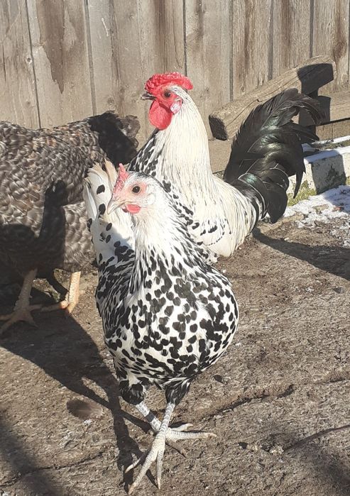 2perechi gaini tinere