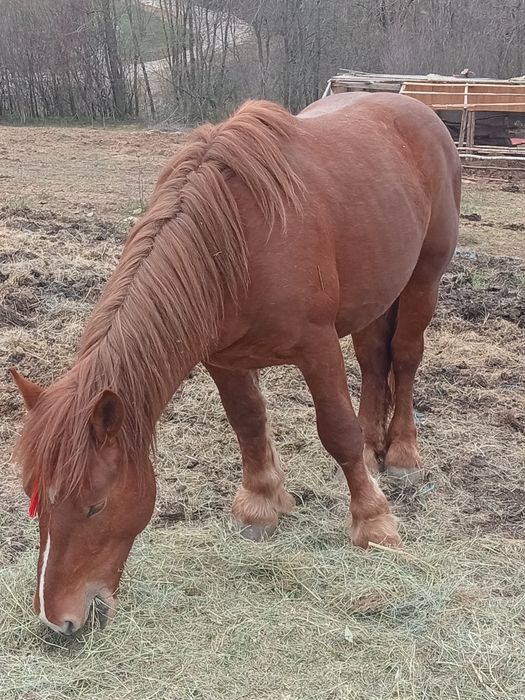 Vând sau schimb mânz și mânza