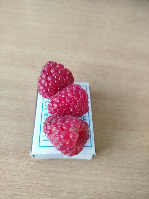 Продам саженцы малины