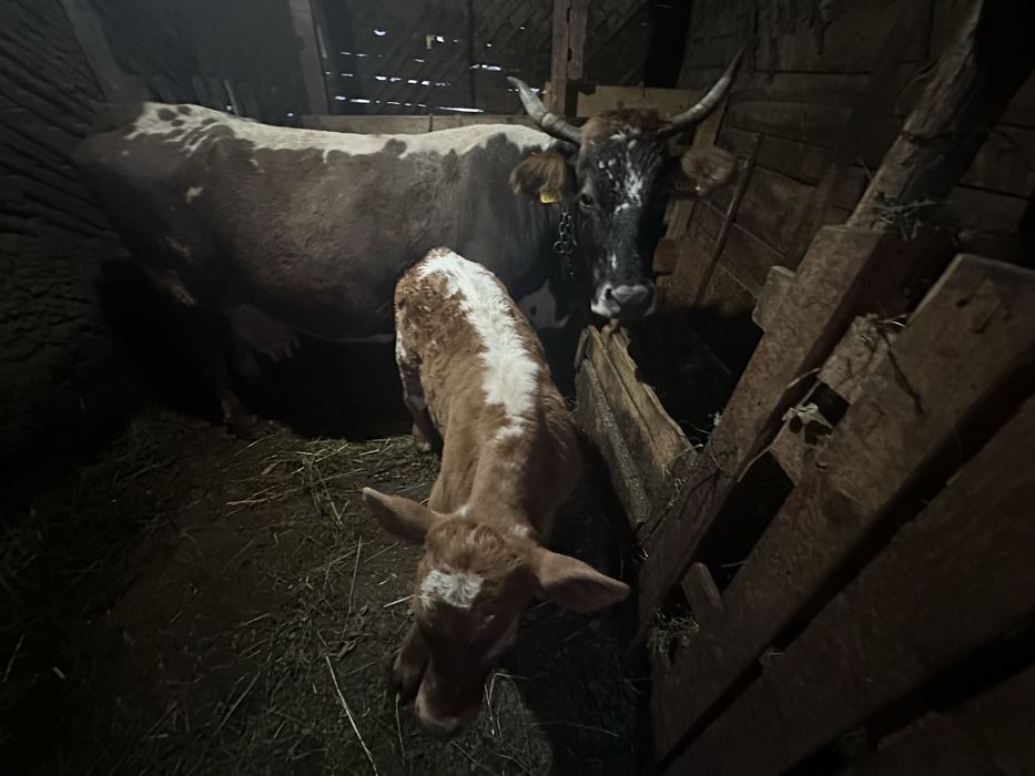 Vaca si vitel de vanzare