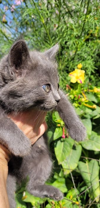 Дымчатый котенок