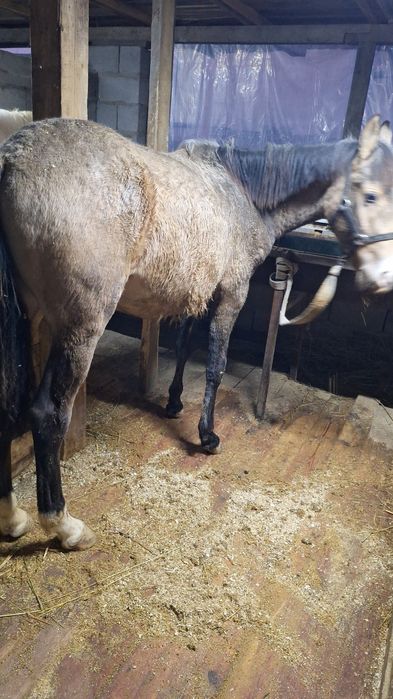 Қунандар сатылады