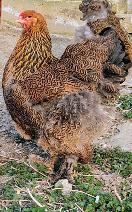 Vând ouă pentru incubat Brahma HI, BSO , Potarnichiu