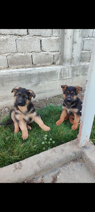 Щенки немецкой овчарки