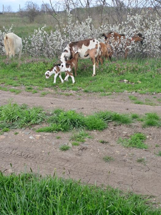 Oi camerun  3 femele