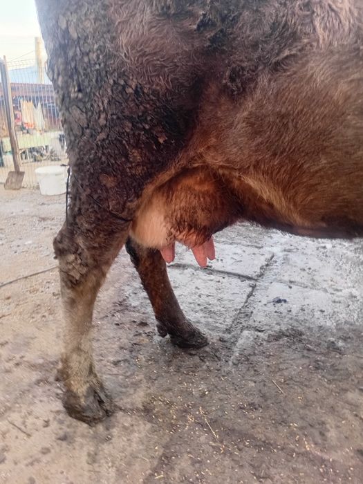 Vând vaca cu vițel