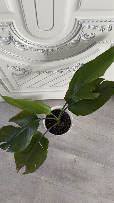 Стрелиция Николая комнатное растение