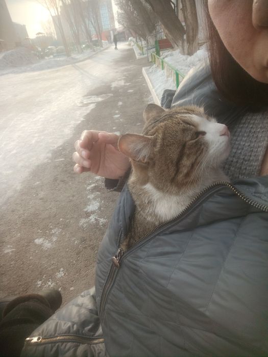 Кот в хорошие руки