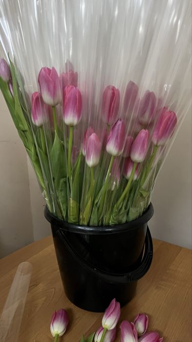 Тюльпаны свежие, красивые