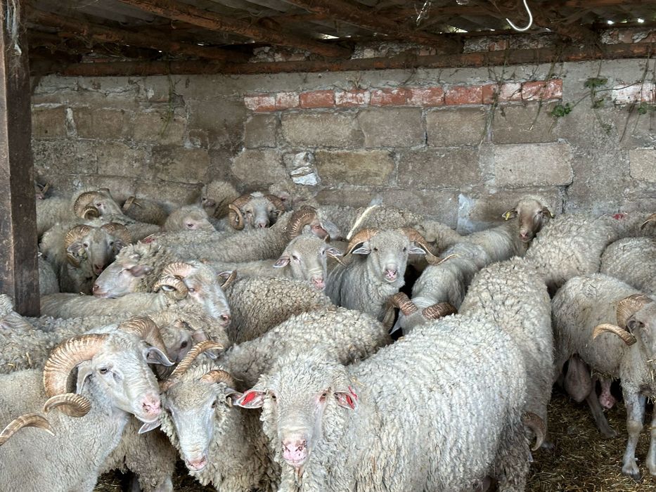 Bebecuti si Tauri pentru sarbatoarea  Kurban Bayram - langa Bucuresti (5km) in Chitila