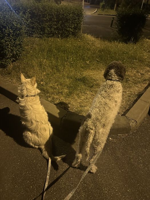 Plimb câini, orice talie