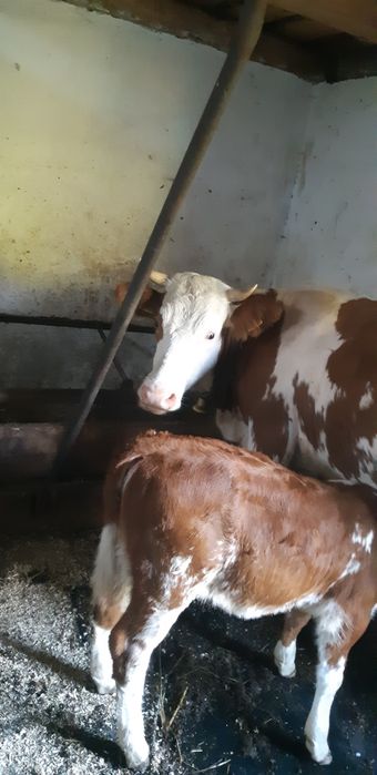 Vand juninca baltata romaneasca la prima fatare cu vitea de 2 luni