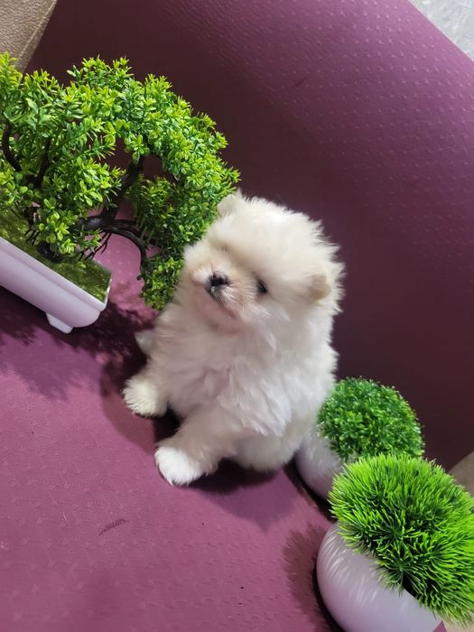 Очаровательные щенки шпица.