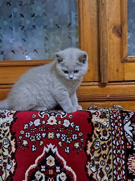 Котенок  3 месяца мугук бооаси