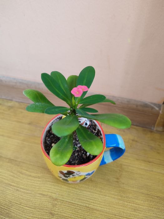 Комнатные цветы недорого ухоженные