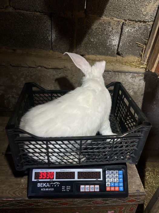 Қояндар сатылады