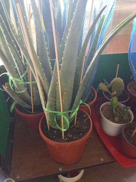 Продам цветы алое