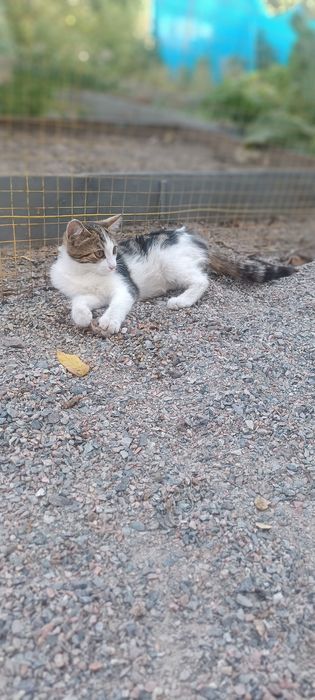 Котенок Мать Крысоловка