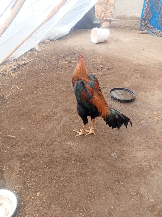 Жужа сотилади келишсак