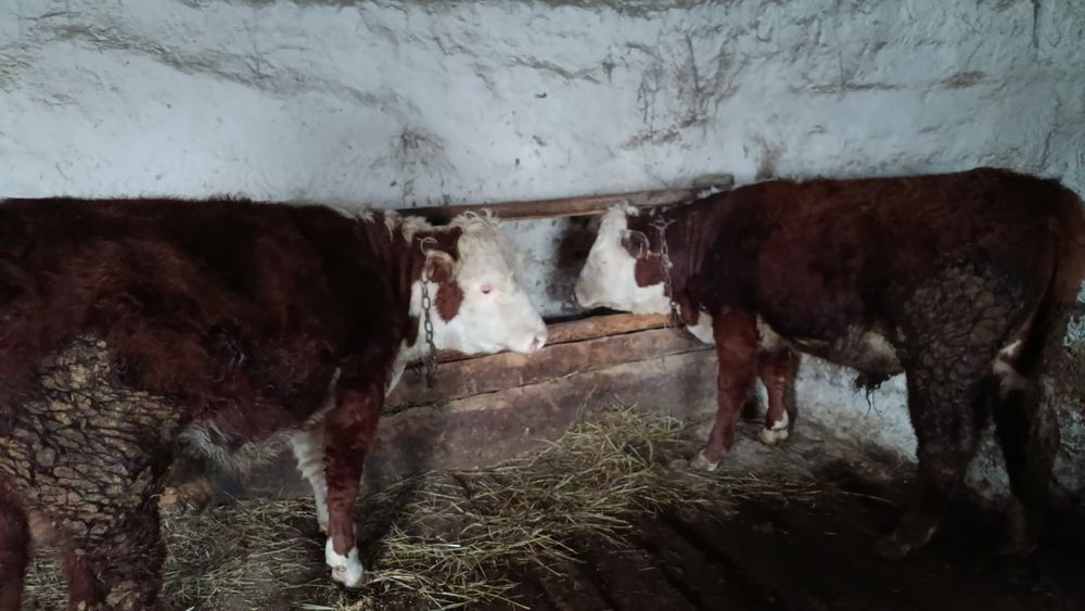 Бука откорм сатылады