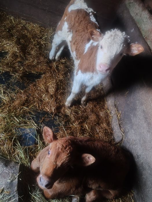 Продам двух бычков