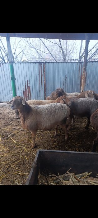 Арашан котные матки