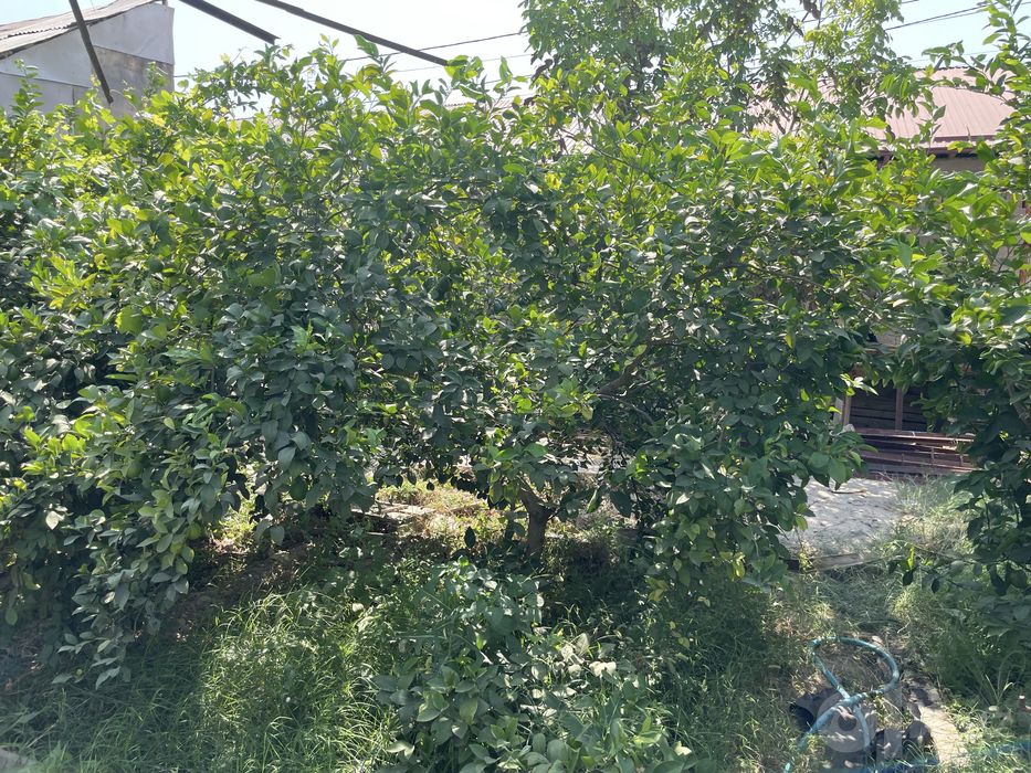 Лимон кучатлари