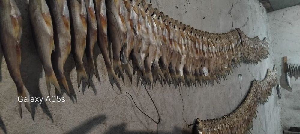 Рыбец сушеный...