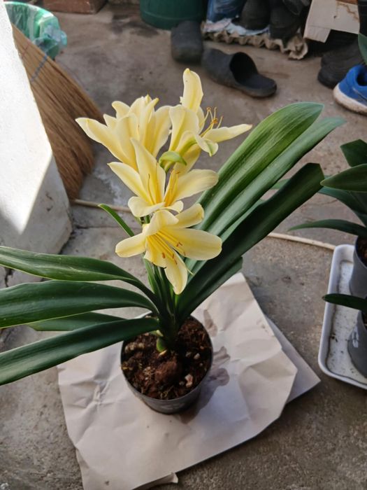 цветя Жълта Кливия