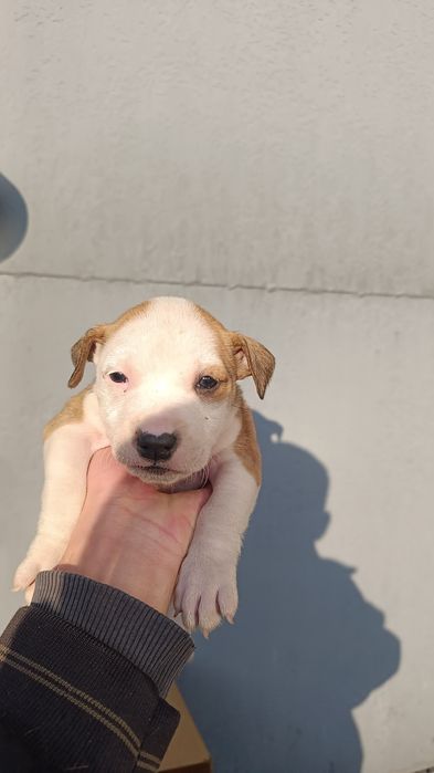 Чистокровные щенки Питбуля (АПБТ)