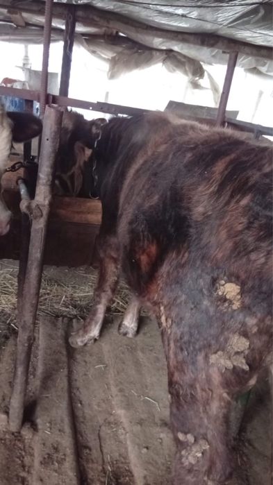 Быки домашние.