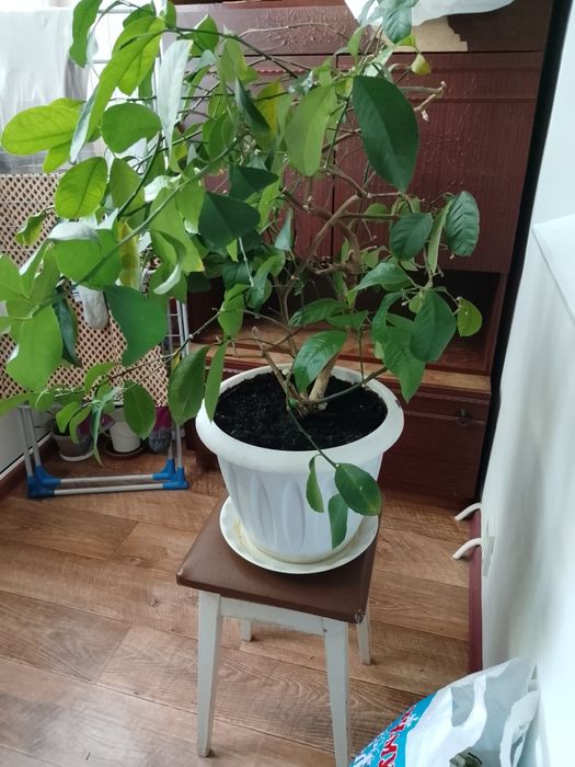 Продам дерево лимона плодотворное