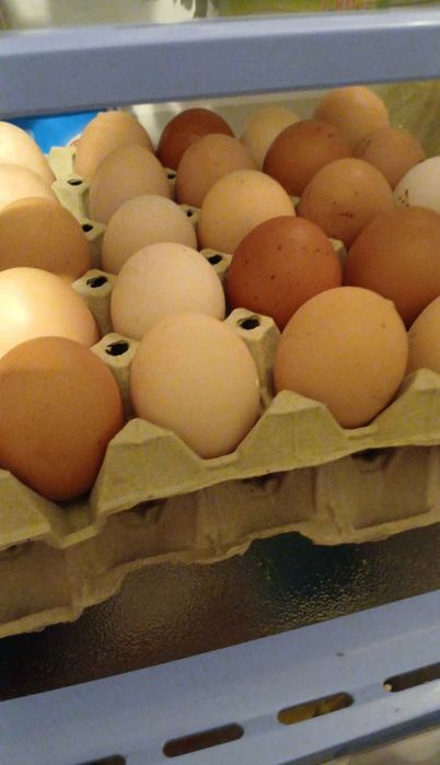 Vând ouă de găină