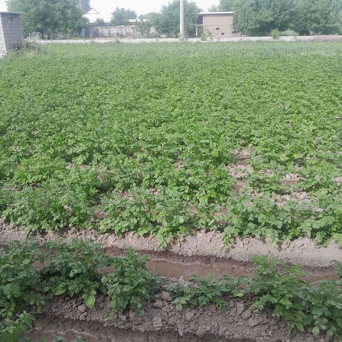 Dakment kadastir bor real oladigonlar aloqa chiqsin