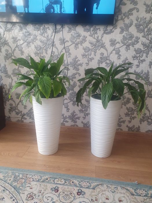 Свитй  домашнй,,,