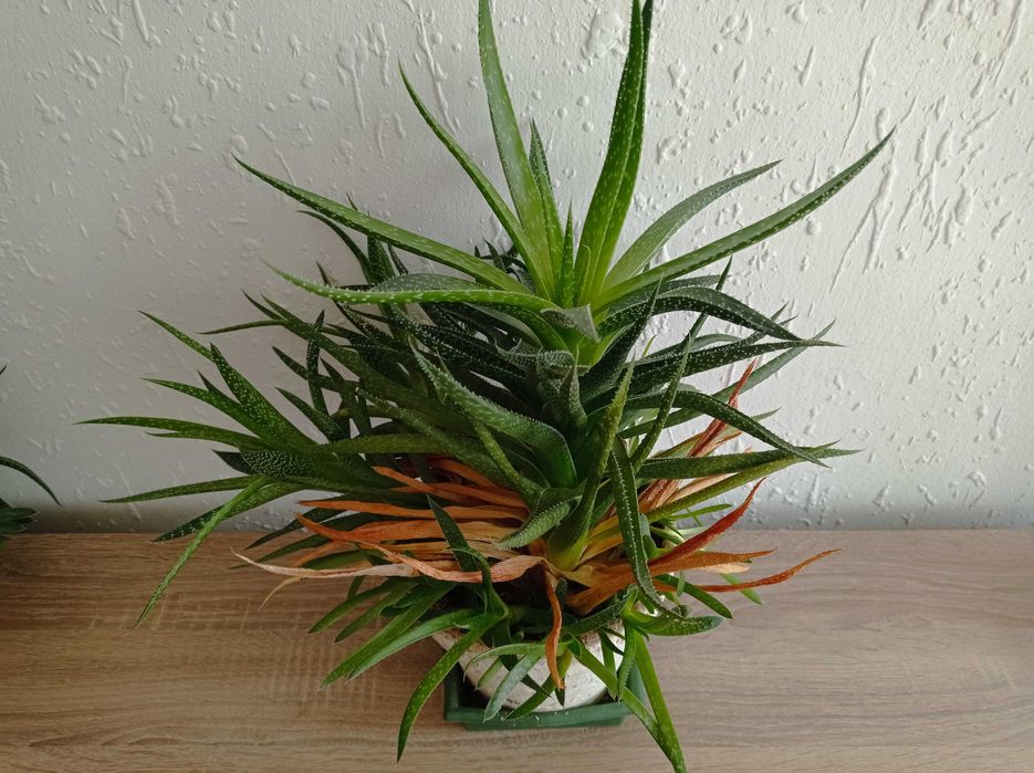 Сукуленти Алое .