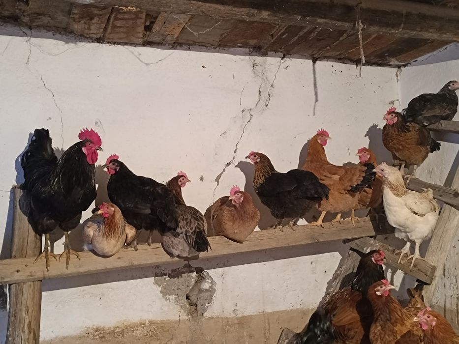 Туып Турган тауыктар сатылады